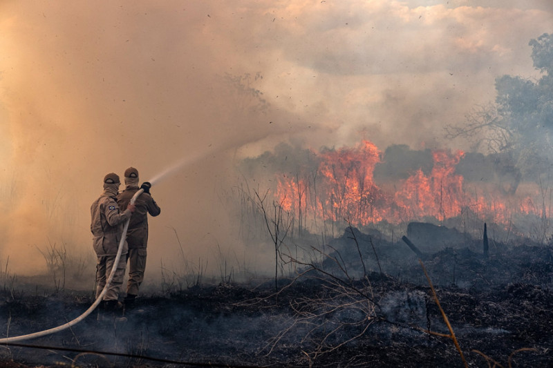 Com a estiagem em MT, Acrimat alerta pecuaristas sobre cuidados com a pastagem