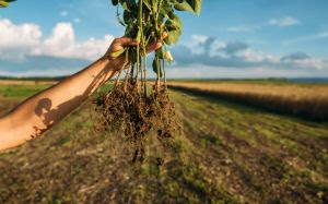 Nem químico, nem biológico: novidade contra nematoides vem de um extrato vegetal