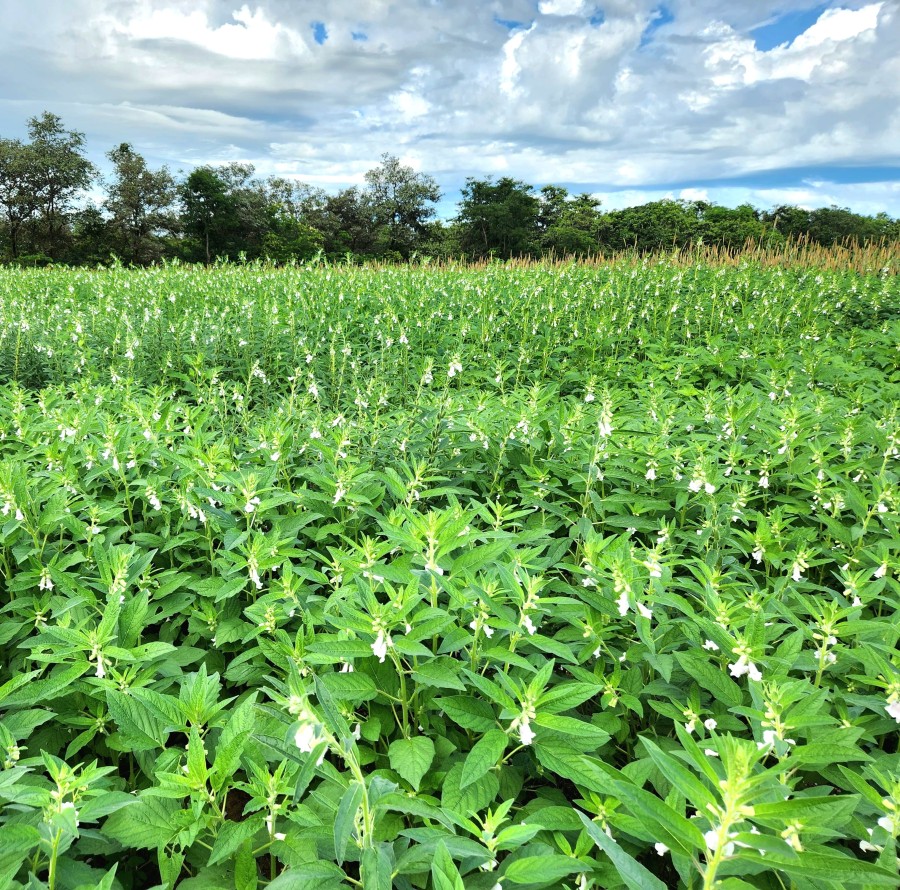 Aprosoja-MT aponta novas oportunidades para a segunda safra no Vale do Araguaia