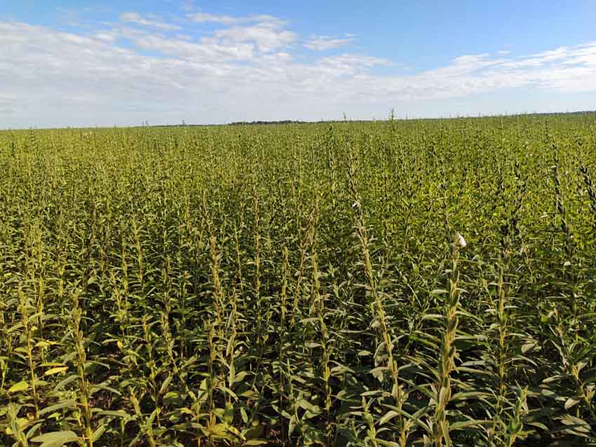 Novo curso gratuito sobre produção de gergelim no Cerrado está disponível