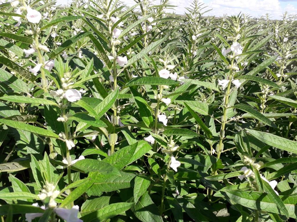 Câmara técnica vai elaborar cartilhas para padronizar produção de gergelim em MT