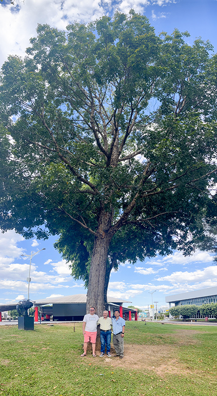 Carvalho japonês plantado em 1987 na Praça da Cultura é símbolo
