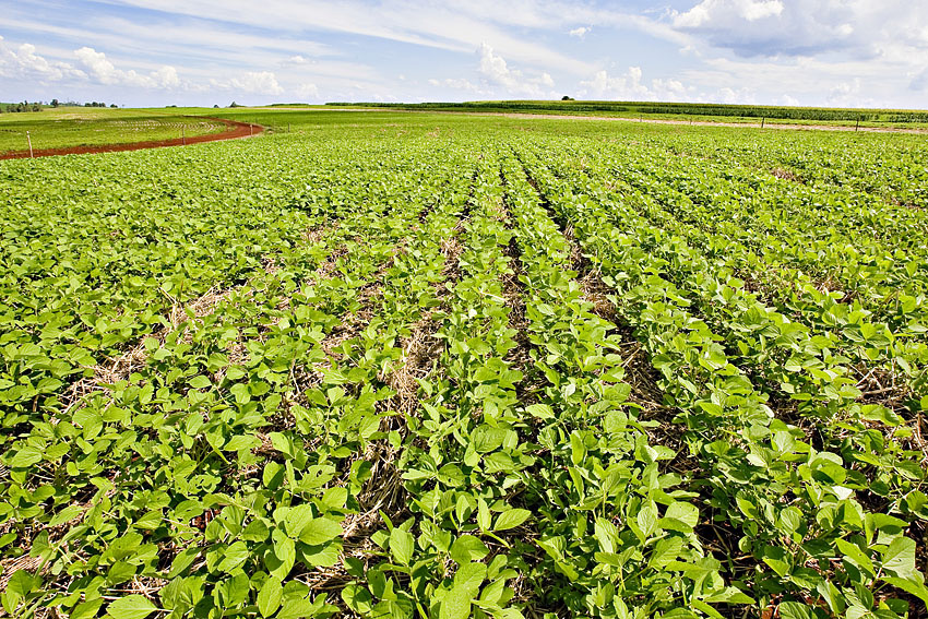 Plantio de soja: irregularidade das chuvas preocupa produtores