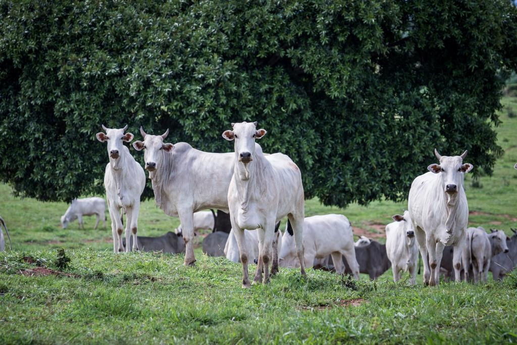 Pecuaristas enfrentam dificuldades para conseguir vacinas contra clostridioses