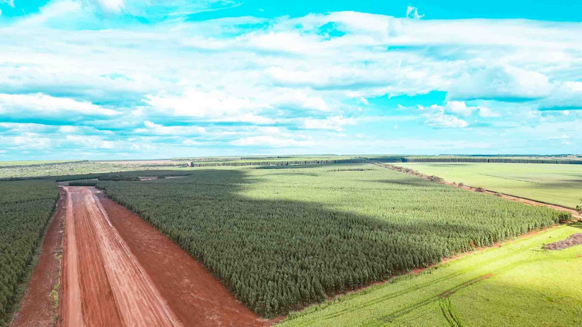 Governo do Estado proíbe biomassa de desmatamento em Mato Grosso