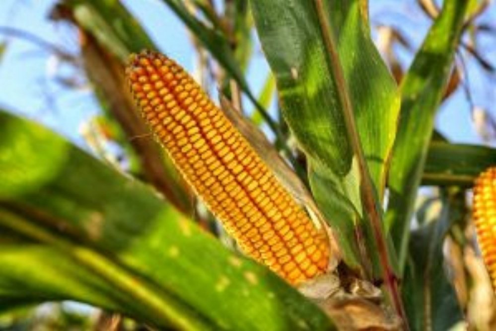 Venda de milho em MT se aproxima de 50%, mas incerteza sobre El Ñino preocupa
