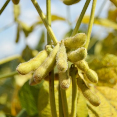 Safra atual será a mais desafiadora dos últimos tempos